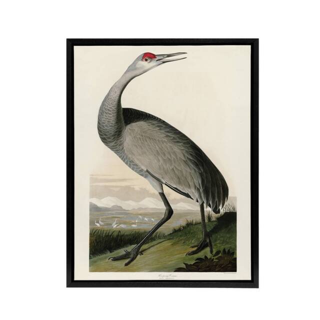 "Artery8 Audubon Birds Of Crane Nature Painting Framed Canvas Wall Art Print - Size: W12"" x H16""" - image 1
