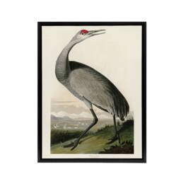 "Artery8 Audubon Birds Of Crane Nature Painting Framed Canvas Wall Art Print - Size: W12"" x H16""" - thumbnail 1