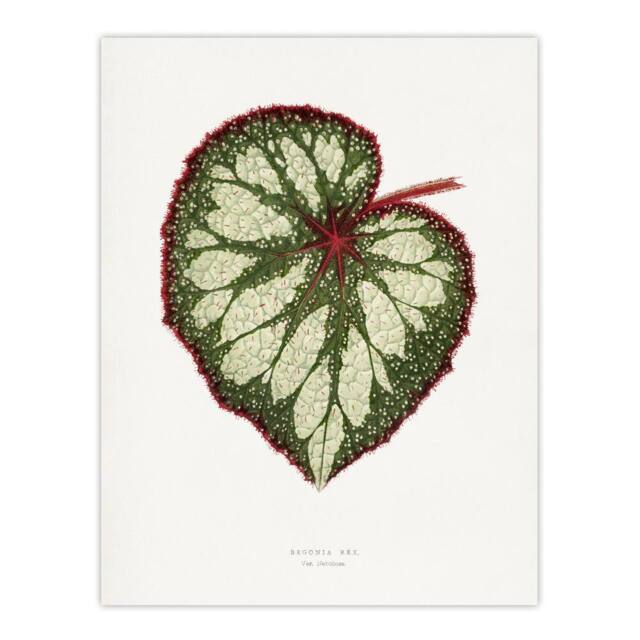 "Artery8 AF Lydon Benjamin Fawcett Begonia Rex Leaf Wall Art Print in White - Size: W12"" x H16""" - image 1