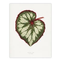 "Artery8 AF Lydon Benjamin Fawcett Begonia Rex Leaf Wall Art Print in White - Size: W12"" x H16""" - thumbnail 1