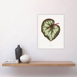 "Artery8 AF Lydon Benjamin Fawcett Begonia Rex Leaf Wall Art Print in White - Size: W12"" x H16""" - thumbnail 4
