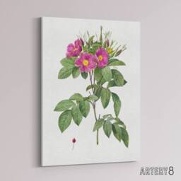 "Artery8 Carolina Rose Illustration Redoute Vintage Canvas Wall Art in White - Size: W18"" x H24""" - thumbnail 2