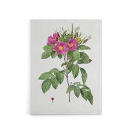 "Artery8 Carolina Rose Illustration Redoute Vintage Canvas Wall Art in White - Size: W18"" x H24""" - thumbnail 1