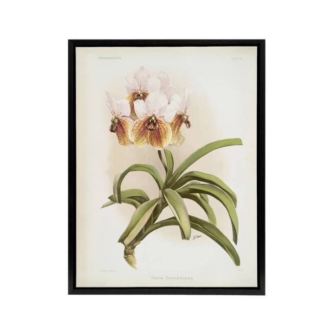 "Artery8 Frederick Sander Vanda Sanderiana Orchid Flowers Framed Canvas Art - Size: W12"" x H16""" - image 1