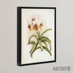 "Artery8 Frederick Sander Vanda Sanderiana Orchid Flowers Framed Canvas Art - Size: W12"" x H16""" - thumbnail 2