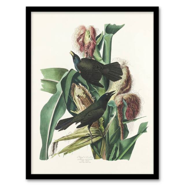 Artery8 Purple Grackle Crow Blackbird Audubon Nature Framed Wall Art Print in White - Size: A4 - image 1