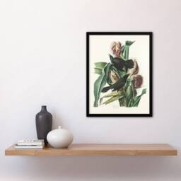 Artery8 Purple Grackle Crow Blackbird Audubon Nature Framed Wall Art Print in White - Size: A4 - thumbnail 4