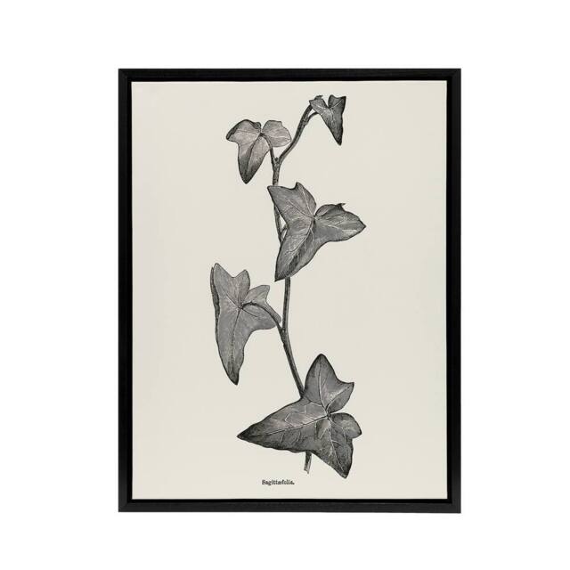 "Artery8 Vintage Botanical Sagittifolia Ivy Hibberd Black Framed Canvas Art in White - Size: W24"" x H32""" - image 1