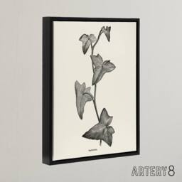 "Artery8 Vintage Botanical Sagittifolia Ivy Hibberd Black Framed Canvas Art in White - Size: W24"" x H32""" - thumbnail 2