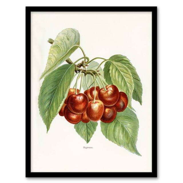 Artery8 Vintage Illustration of Bigarreau Cherries Wright Framed Art Print in White - Size: A4 - image 1