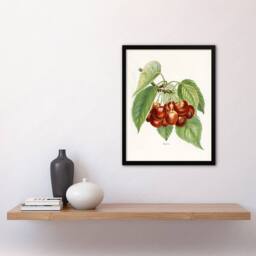 Artery8 Vintage Illustration of Bigarreau Cherries Wright Framed Art Print in White - Size: A4 - thumbnail 4