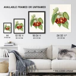Artery8 Vintage Illustration of Bigarreau Cherries Wright Framed Art Print in White - Size: A4 - thumbnail 3