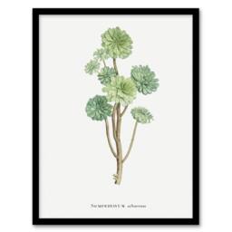 Artery8 Tree Houseleek Succulent Redoute Vintage Framed Wall Art Print in White - Size: A4 - thumbnail 1