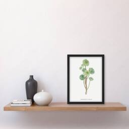 Artery8 Tree Houseleek Succulent Redoute Vintage Framed Wall Art Print in White - Size: A4 - thumbnail 4