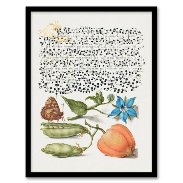Artery8 Model Book of Calligraphy Framed Wall Art Talewort Pea & Lantern Plant in White - Size: A4 - image 1