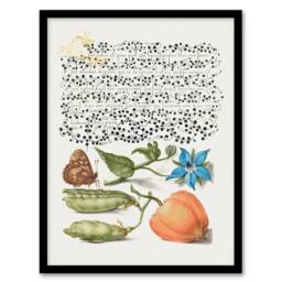 Artery8 Model Book of Calligraphy Framed Wall Art Talewort Pea & Lantern Plant in White - Size: A4 - thumbnail 1