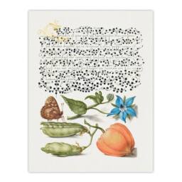 Artery8 Model Book of Calligraphy Framed Wall Art Talewort Pea & Lantern Plant in White - Size: A4 - thumbnail 3