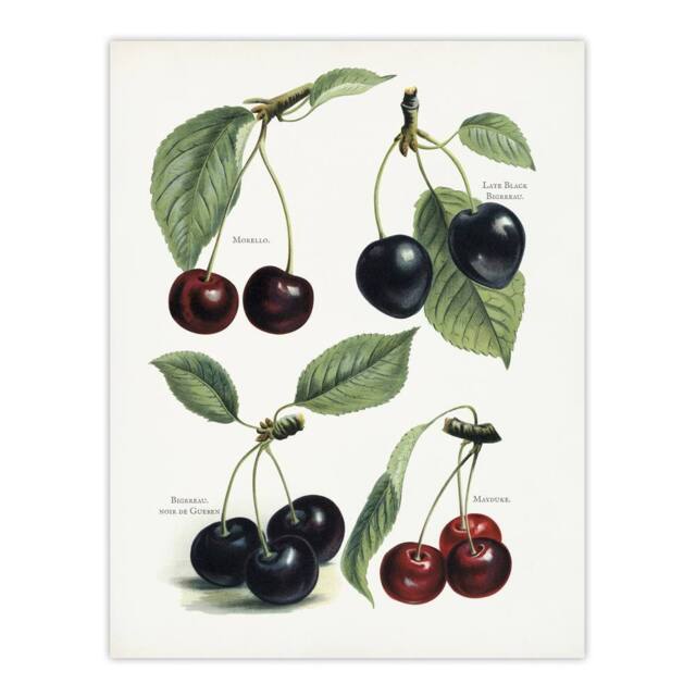 "Artery8 Vintage Illustration of Cherry Varieties Wright Wall Art Poster Print in White - Size: W18"" x H24""" - image 1