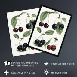 "Artery8 Vintage Illustration of Cherry Varieties Wright Wall Art Poster Print in White - Size: W18"" x H24""" - thumbnail 2