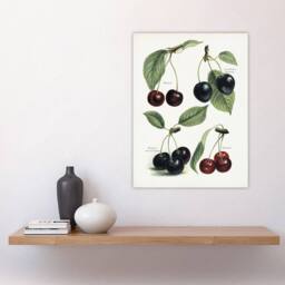 "Artery8 Vintage Illustration of Cherry Varieties Wright Wall Art Poster Print in White - Size: W18"" x H24""" - thumbnail 4