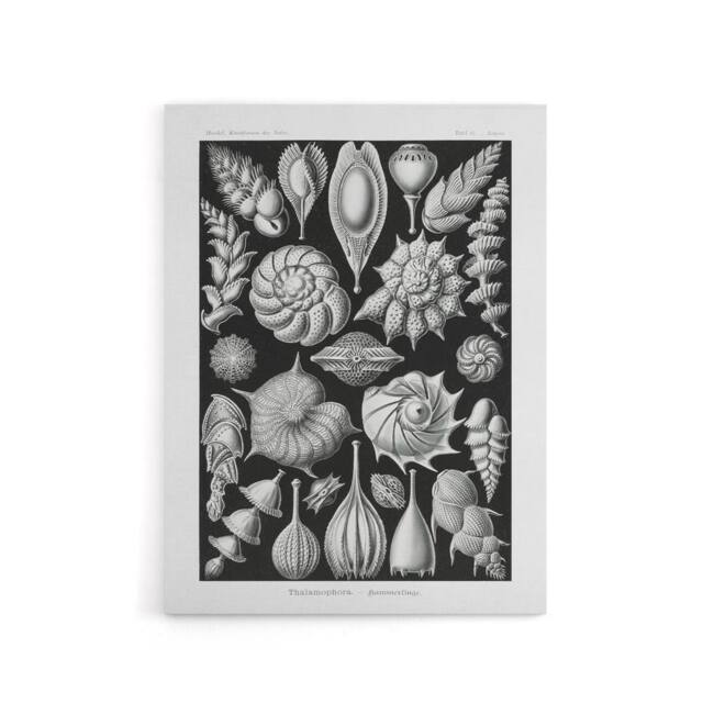"Artery8 Thalamophora Forams Shells Haeckel Botanical Canvas Wall Art in Black - Size: W18"" x H24""" - image 1
