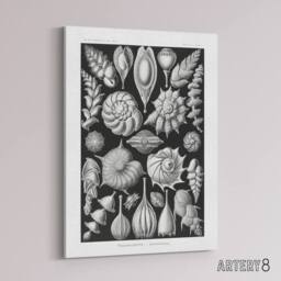 "Artery8 Thalamophora Forams Shells Haeckel Botanical Canvas Wall Art in Black - Size: W18"" x H24""" - thumbnail 2