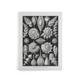 "Artery8 Thalamophora Forams Shells Haeckel Botanical Canvas Wall Art in Black - Size: W18"" x H24""" - thumbnail 1