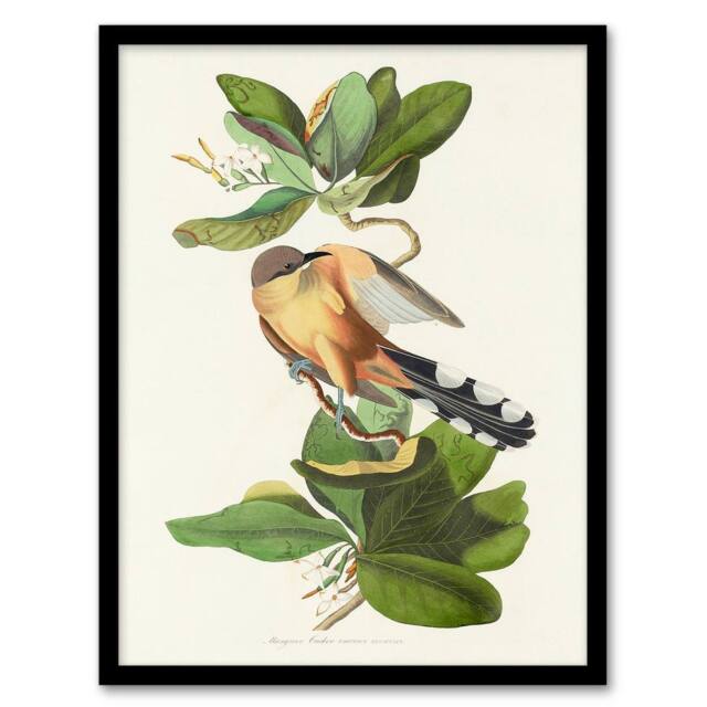Artery8 Audubon Framed Wall Art Mangrove Cuckoo & Seven Year Apple Flower in White - Size: A4 - image 1