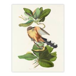Artery8 Audubon Framed Wall Art Mangrove Cuckoo & Seven Year Apple Flower in White - Size: A4 - thumbnail 3