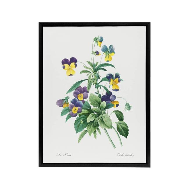 "Artery8 Wild Pansy Flower Illustration Redoute Vintage Framed Canvas Wall Art in White - Size: W12"" x H16""" - image 1