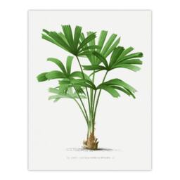 Artery8 Oswald de Kerchove Framed Wall Art Print Licuala Spinosa Palm Tree in White - Size: A4 - thumbnail 3