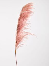 Orsina Fiori Pink Stem Pampas Grass, Natural Charm - thumbnail 4