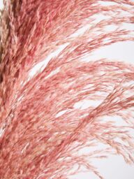 Orsina Fiori Pink Stem Pampas Grass, Natural Charm - thumbnail 3