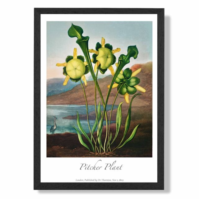 ARTZE Vintage Floral Exhibition - Pitcher Plant Framed Print SIZE: A4 with Black Frame in Yellow - image 1
