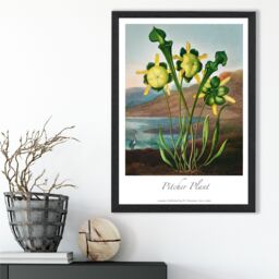 ARTZE Vintage Floral Exhibition - Pitcher Plant Framed Print SIZE: A4 with Black Frame in Yellow - thumbnail 2