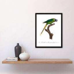 Artery8 Francois Levaillant Framed Wall Art Print Female Plum Headed Parakeet in White - Size: A4 - thumbnail 2