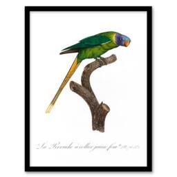 Artery8 Francois Levaillant Framed Wall Art Print Female Plum Headed Parakeet in White - Size: A4 - thumbnail 1