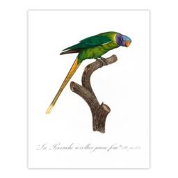 Artery8 Francois Levaillant Framed Wall Art Print Female Plum Headed Parakeet in White - Size: A4 - thumbnail 3