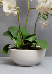 Orsina Fiori Artificial flowers Fiori White Orchid Plant - thumbnail 3