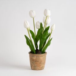 Scottish Everlastings Ltd 46cm Tulip Spray in Pot in Green - thumbnail 2