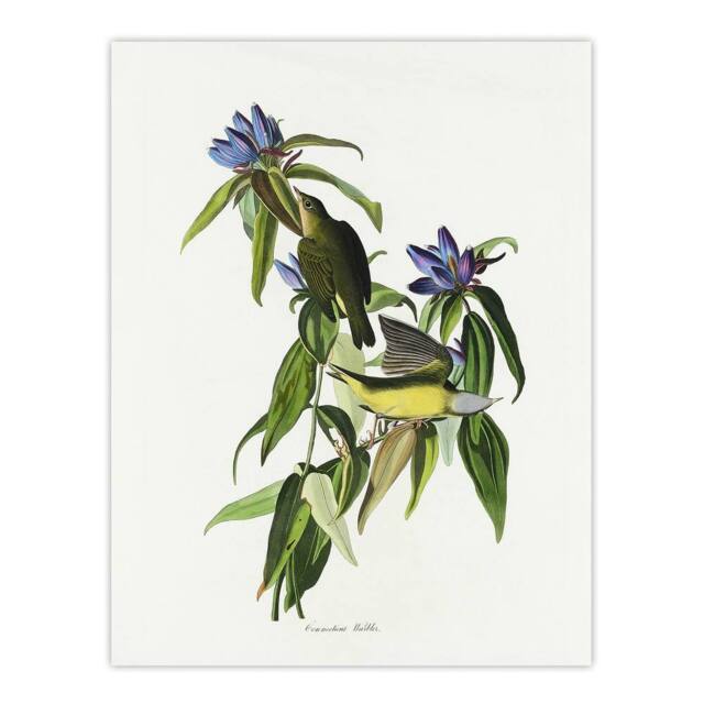 "Artery8 Connecticut Warbler Bird Audubon Nature Wall Art Print Poster in White - Size: W18"" x H24""" - image 1