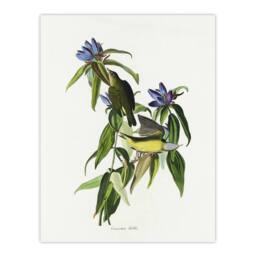 "Artery8 Connecticut Warbler Bird Audubon Nature Wall Art Print Poster in White - Size: W18"" x H24""" - thumbnail 1
