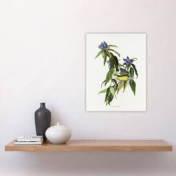 "Artery8 Connecticut Warbler Bird Audubon Nature Wall Art Print Poster in White - Size: W18"" x H24""" - thumbnail 4