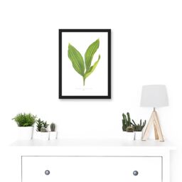 Artery8 Leaf Convallaria Majalis Variegata Lilly of the Valley Artwork Framed Wall Art Print A4 in Black - thumbnail 2