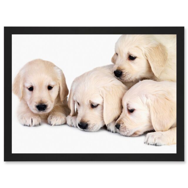 Artery8 Puppys Golden Retriever Dog Pet Labrador Cute A4 Artwork Framed Wall Art Print in Black - image 1