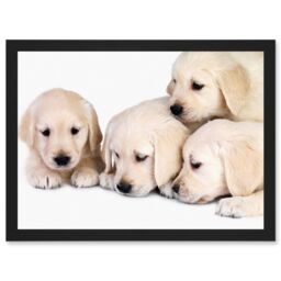 Artery8 Puppys Golden Retriever Dog Pet Labrador Cute A4 Artwork Framed Wall Art Print in Black - thumbnail 1