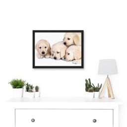 Artery8 Puppys Golden Retriever Dog Pet Labrador Cute A4 Artwork Framed Wall Art Print in Black - thumbnail 2
