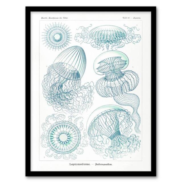 Artery8 Aequoreidae Jellyfish Marine Life Species Haeckel Framed Art Print in White - Size: A4 - image 1