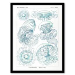 Artery8 Aequoreidae Jellyfish Marine Life Species Haeckel Framed Art Print in White - Size: A4 - thumbnail 1