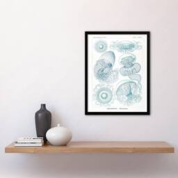 Artery8 Aequoreidae Jellyfish Marine Life Species Haeckel Framed Art Print in White - Size: A4 - thumbnail 4